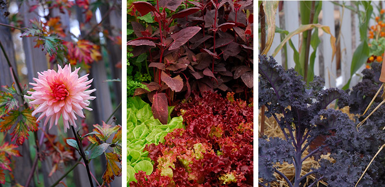 Dahlia, trädgårdsmålla, rödbladig sallat och rödkål färgmatchad odling